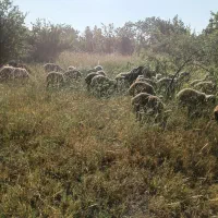 بره