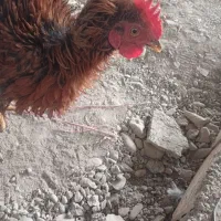 خروس فرفری