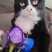واگذاری گربه dsh یک ساله