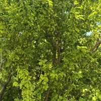 باغ-دو-نبش-مهریز