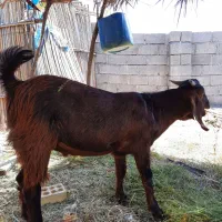 کهره نر