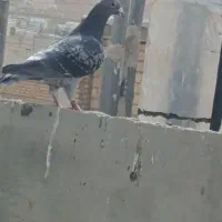 کفتر|پرنده|شیراز, حجت آباد|دیوار