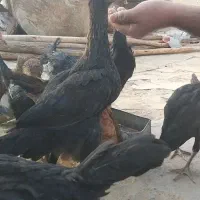 مرغ و خروس محلی
