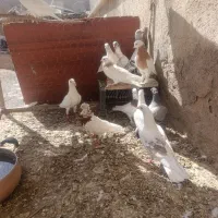 جوجه کبوتر