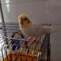 شماره رند 0903،494،1111
