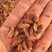 هسته خرما خشک