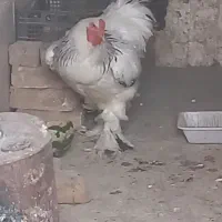 حیوانات