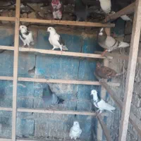 ۲۲ کفتر نر ماده