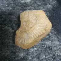 فسیل