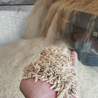جو محلی