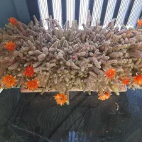 کاکتوس|گل و گیاه طبیعی|اصفهان, همدانیان|دیوار