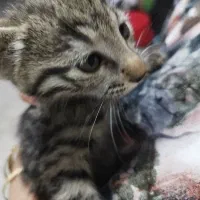 بچه گربه کوچک واگذاری رایگان