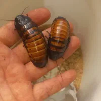 ماداگاسکار و دوبیا