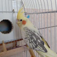 یک جفت عروس هلندی