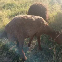 بره ماده