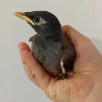 جوجه مرغ مینا
