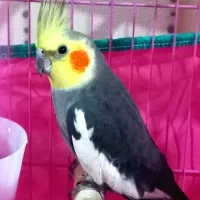 عروس هلندی مولد همراه با دو جوجه