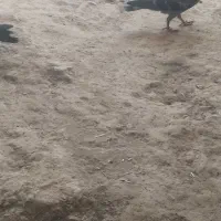 کفتر|پرنده|آشخانه, |دیوار