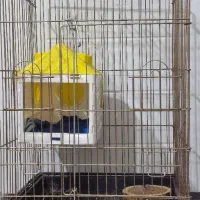 قفس به همراه لانه پرنده
