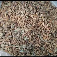 شلتوک شعبیه شوشتر درجه یک