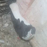 چپ سیاه