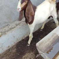 پازن