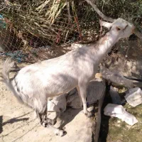 کهره ماده چاق چرب اوس دوماه نیم تخمه جمولی