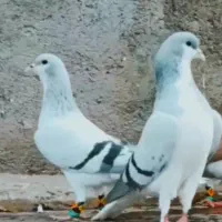 ساده سرخ