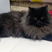 گربه پرشین مشکی ماده