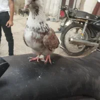 جوجه دوکت پشتار غریب اگرفتم  حیونام میزننش