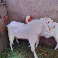 نری|حیوانات مزرعه|بم, |دیوار