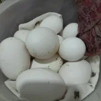 تخم قوغاز اوکراینی