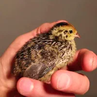 جوجه بلدرچین خاص