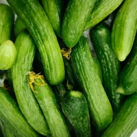 خیار محلی تر و تازه