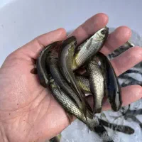 حراج به مدت محدود ک.پور آمور