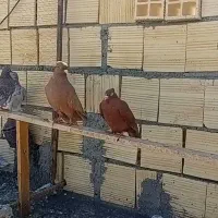 کبوتر|پرنده|کنگاور, |دیوار