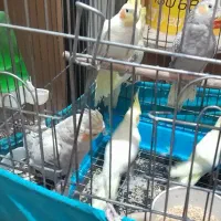 فروش|پرنده|بوئین زهرا, |دیوار