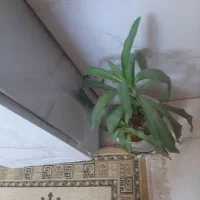 گل.
