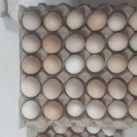 تخم مرغ محلی اصل