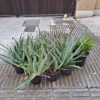 گلدان سرامیکی کاکتوس آلوئه ورا بونسای کراسولا