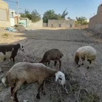 فروش ۴ عدد بره