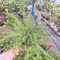 گل سرخس پر بوته سرحال سبز