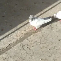 کبوتر گم شده