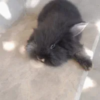 بچه خرگوش ماده