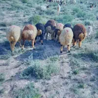 بره|حیوانات مزرعه|بیرجند, |دیوار