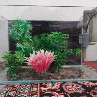 آکواریوم شرکتی با ماهی گوپی