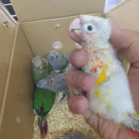 گرینچیک سرلاکی طوطی راهب عروس هلندی  ‌