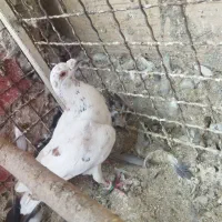 کفتر گرفتنی پرشی