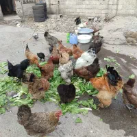 مرغ و خروس