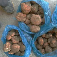 قارچ دنبلان اصل(ترافل صحرایی)کیفیت عالی،ارسال فوری